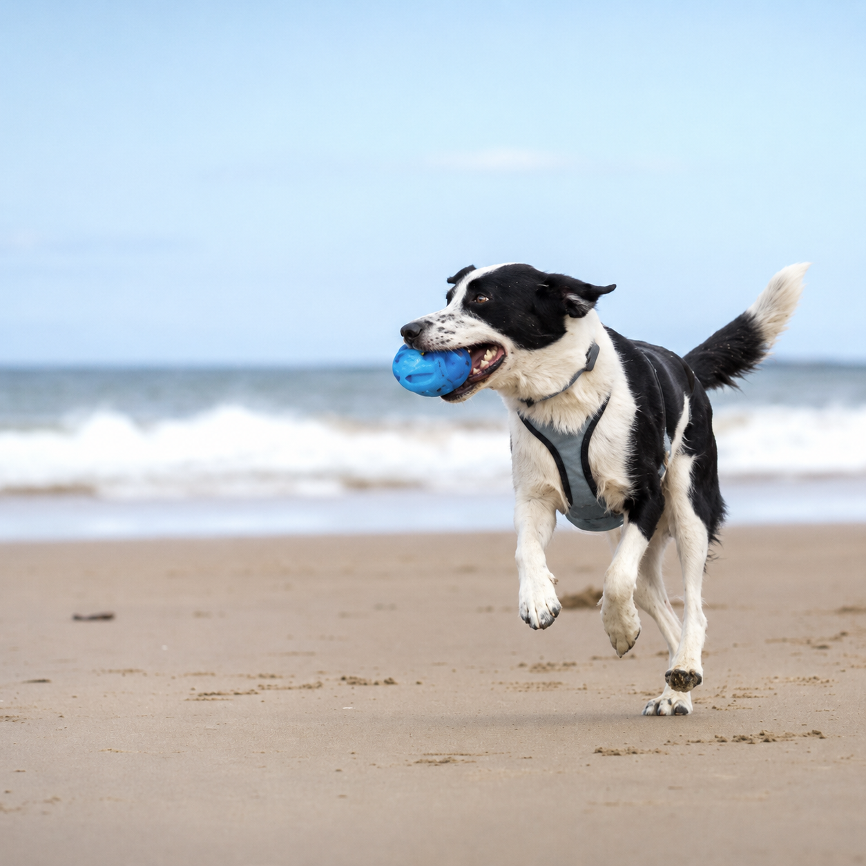 Dog Toys & Chews